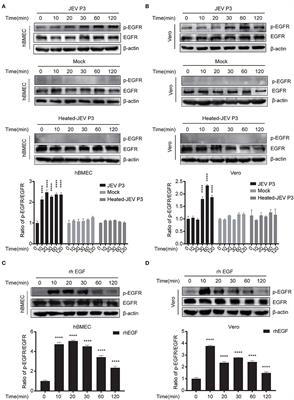 EGFR Activation Impairs Antiviral Activity of Interferon Signaling in Brain Microvascular Endothelial Cells During Japanese Encephalitis Virus Infection